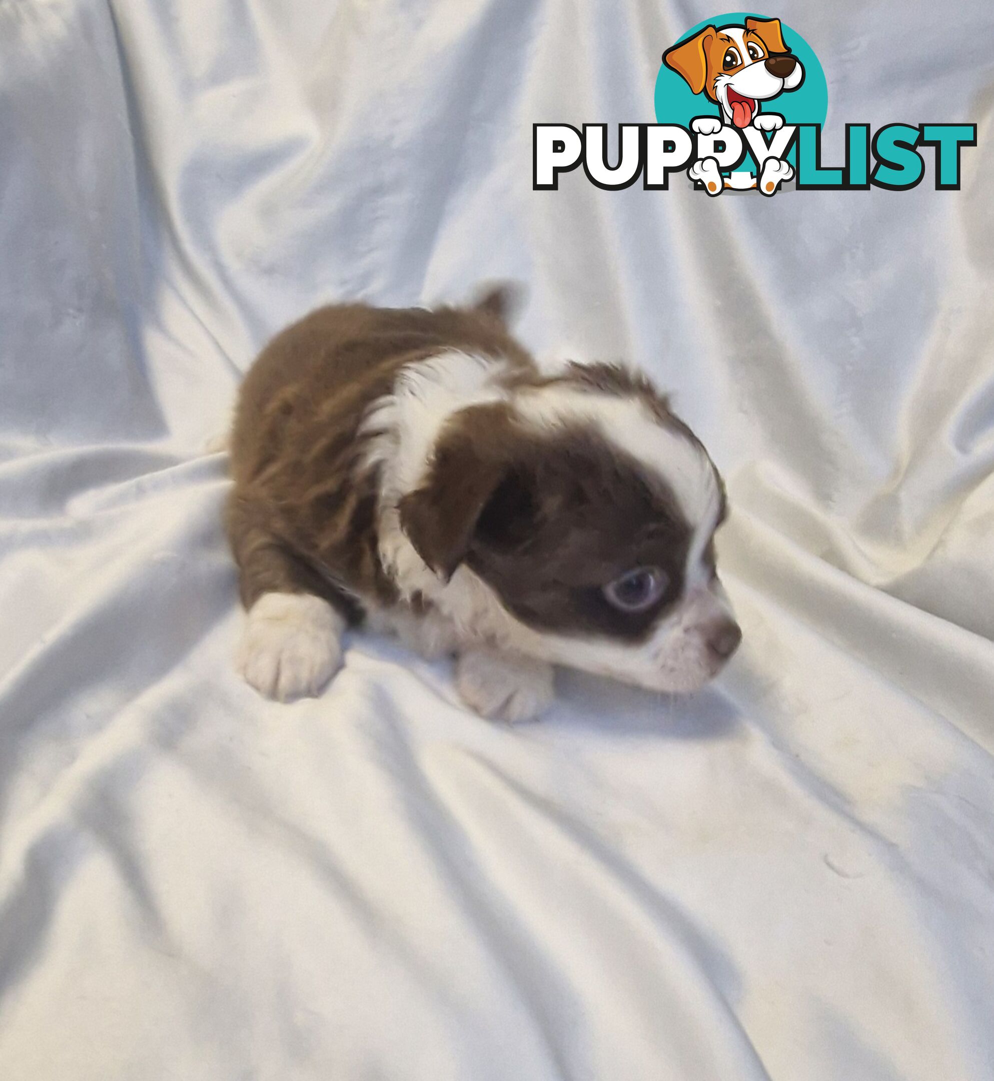 Adorable Poochi Puppies Coming Soon!!!