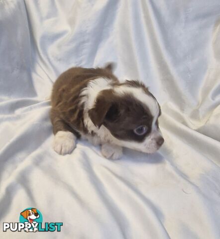 Adorable Poochi Puppies Coming Soon!!!