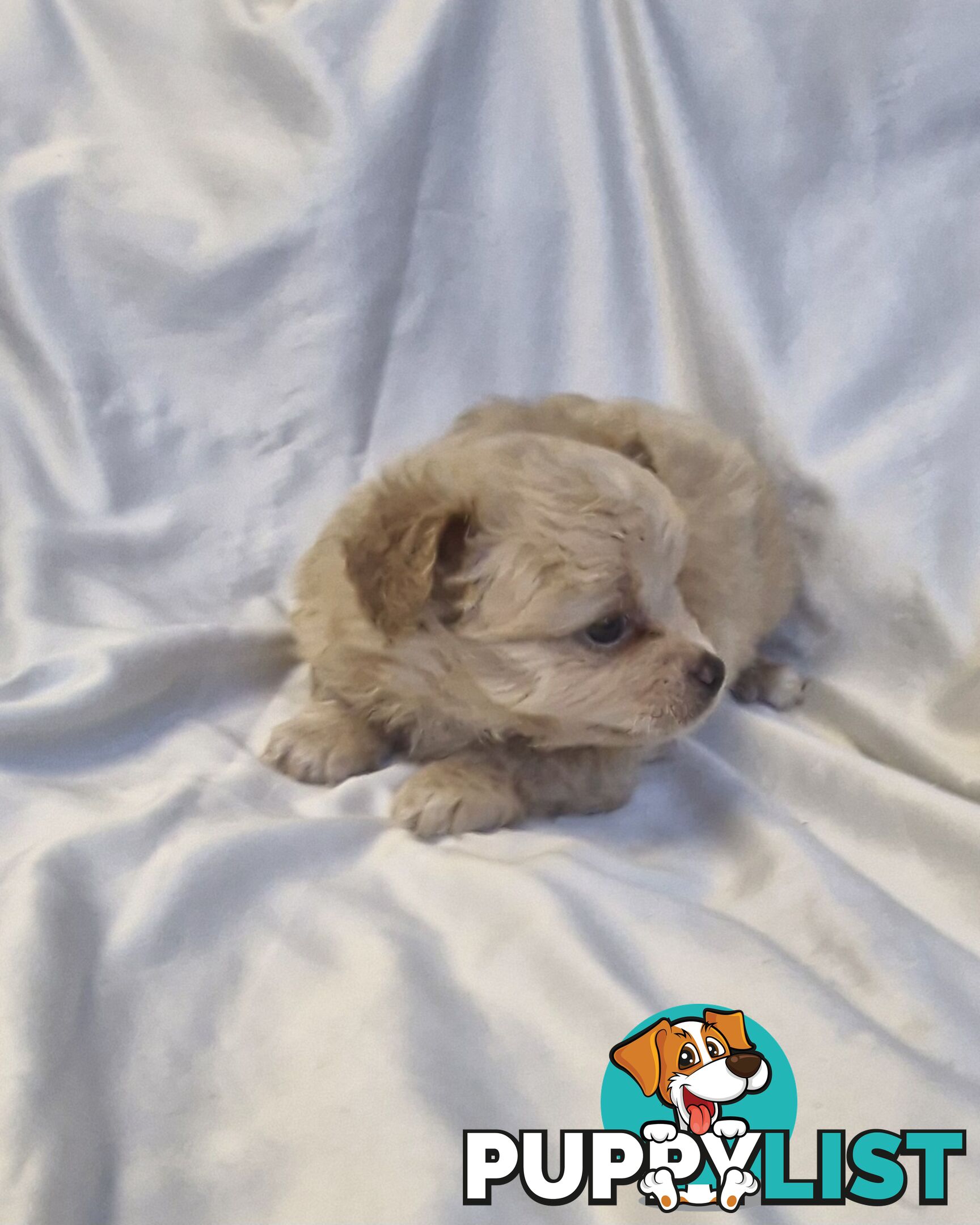 Adorable Poochi Puppies Coming Soon!!!