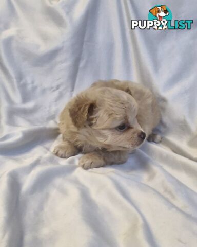 Adorable Poochi Puppies Coming Soon!!!