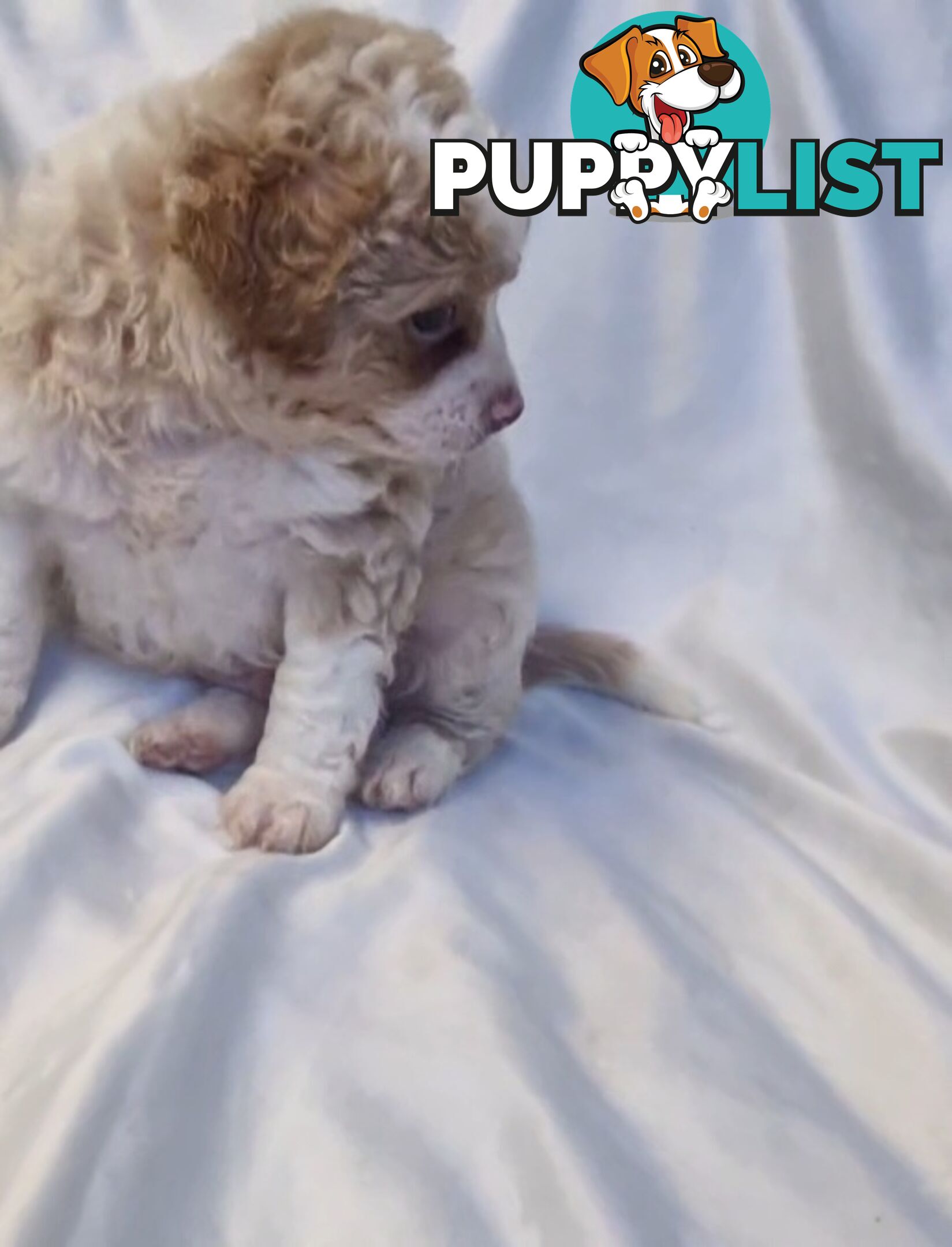 Adorable Poochi Puppies Coming Soon!!!