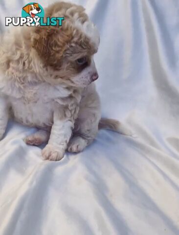 Adorable Poochi Puppies Coming Soon!!!