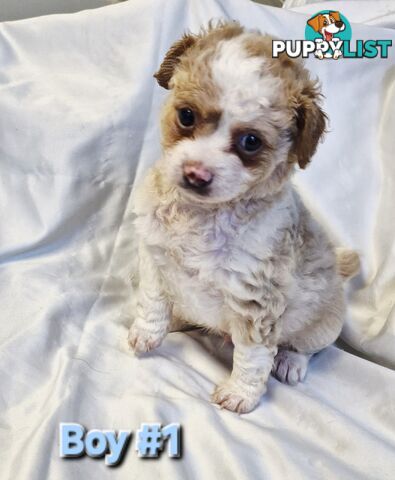 Adorable Poochi Puppies Coming Soon!!!