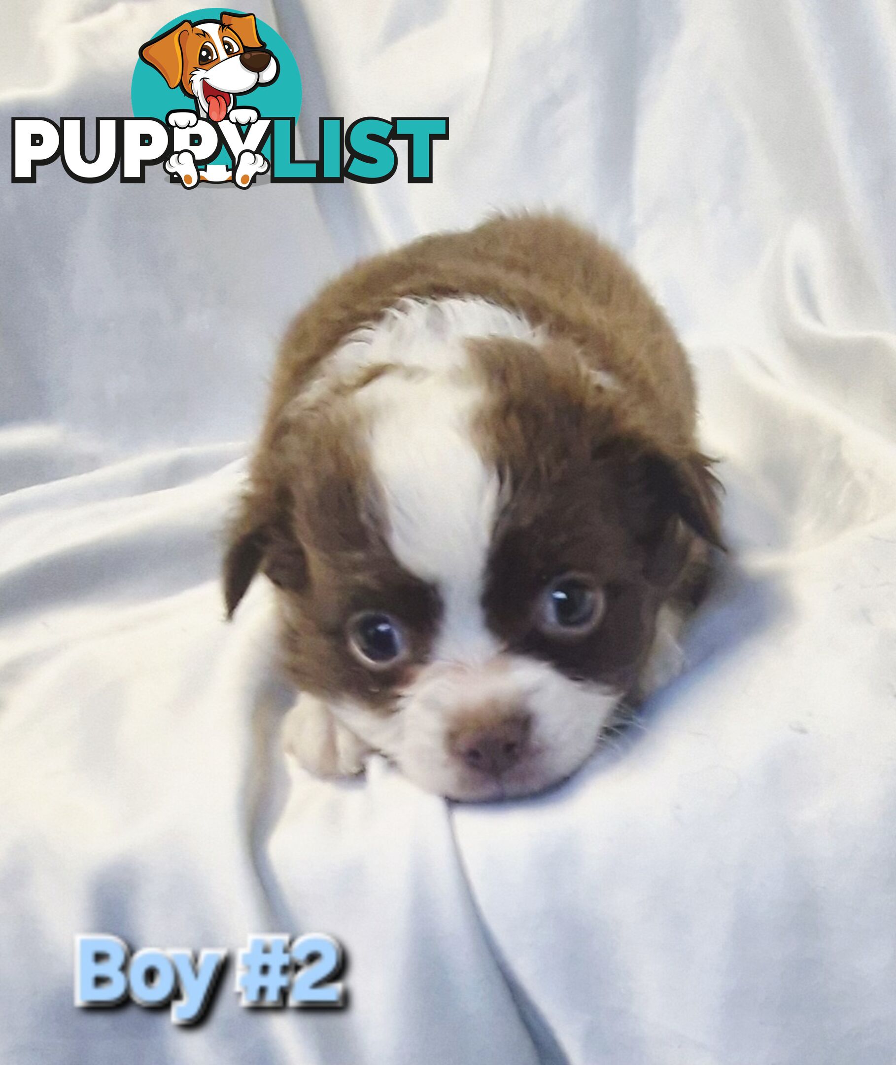 Adorable Poochi Puppies Coming Soon!!!