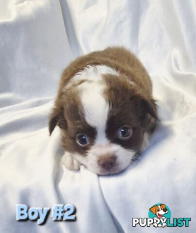 Adorable Poochi Puppies Coming Soon!!!