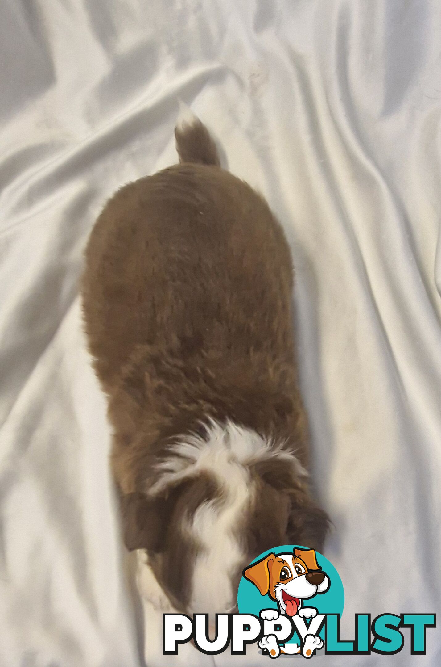 Adorable Poochi Puppies Coming Soon!!!