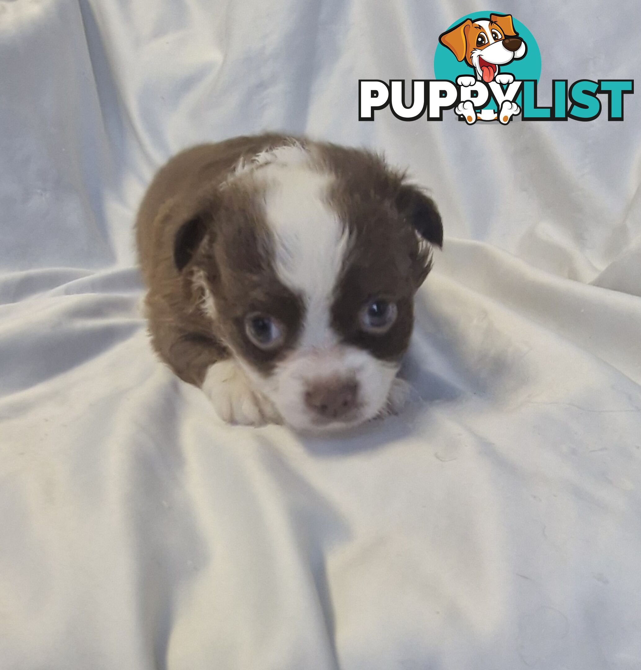 Adorable Poochi Puppies Coming Soon!!!