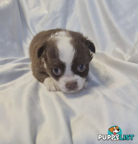Adorable Poochi Puppies Coming Soon!!!
