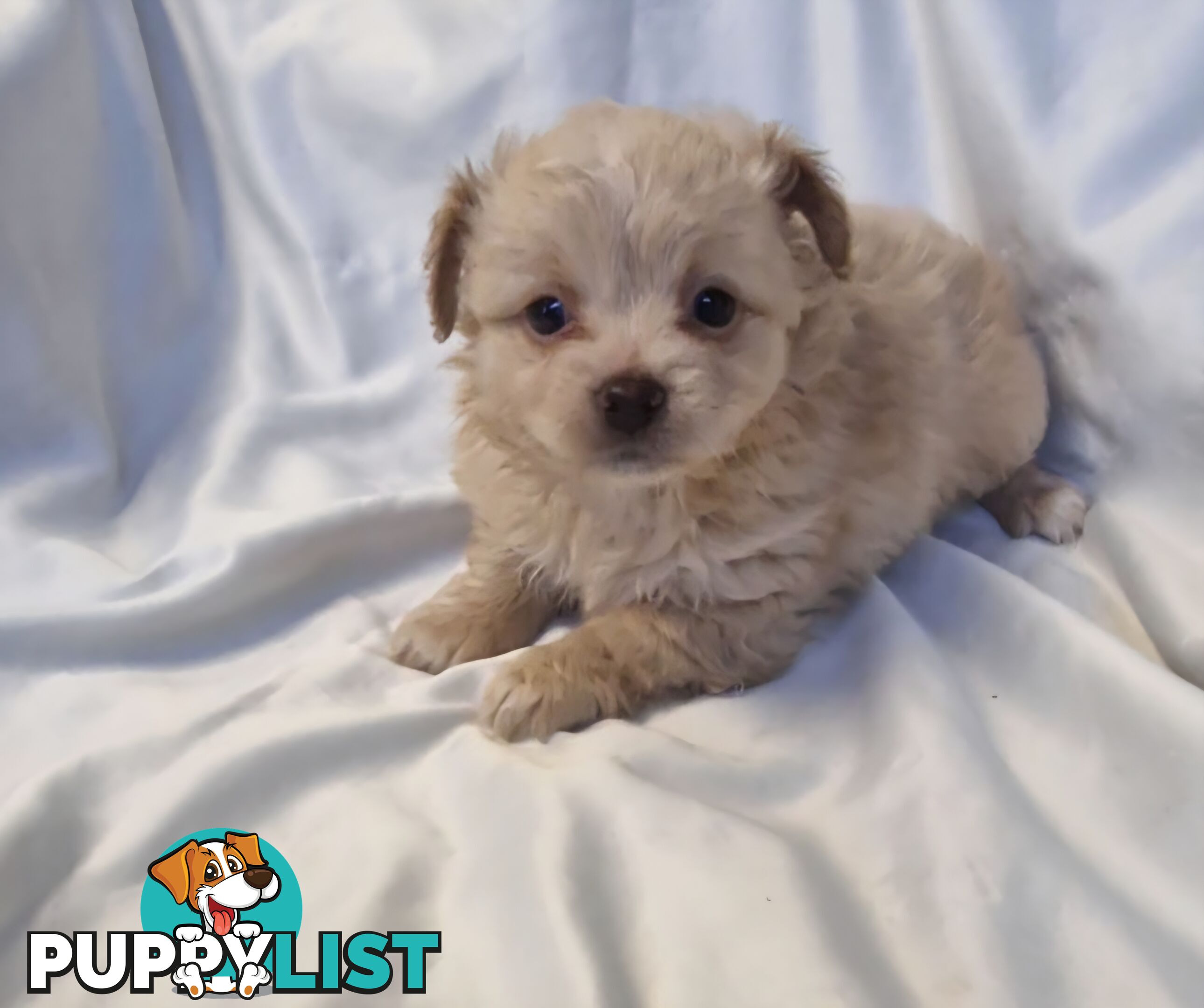 Adorable Poochi Puppies Coming Soon!!!
