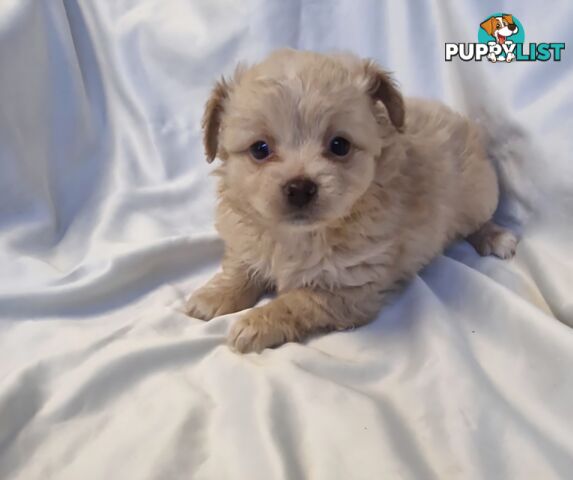 Adorable Poochi Puppies Coming Soon!!!
