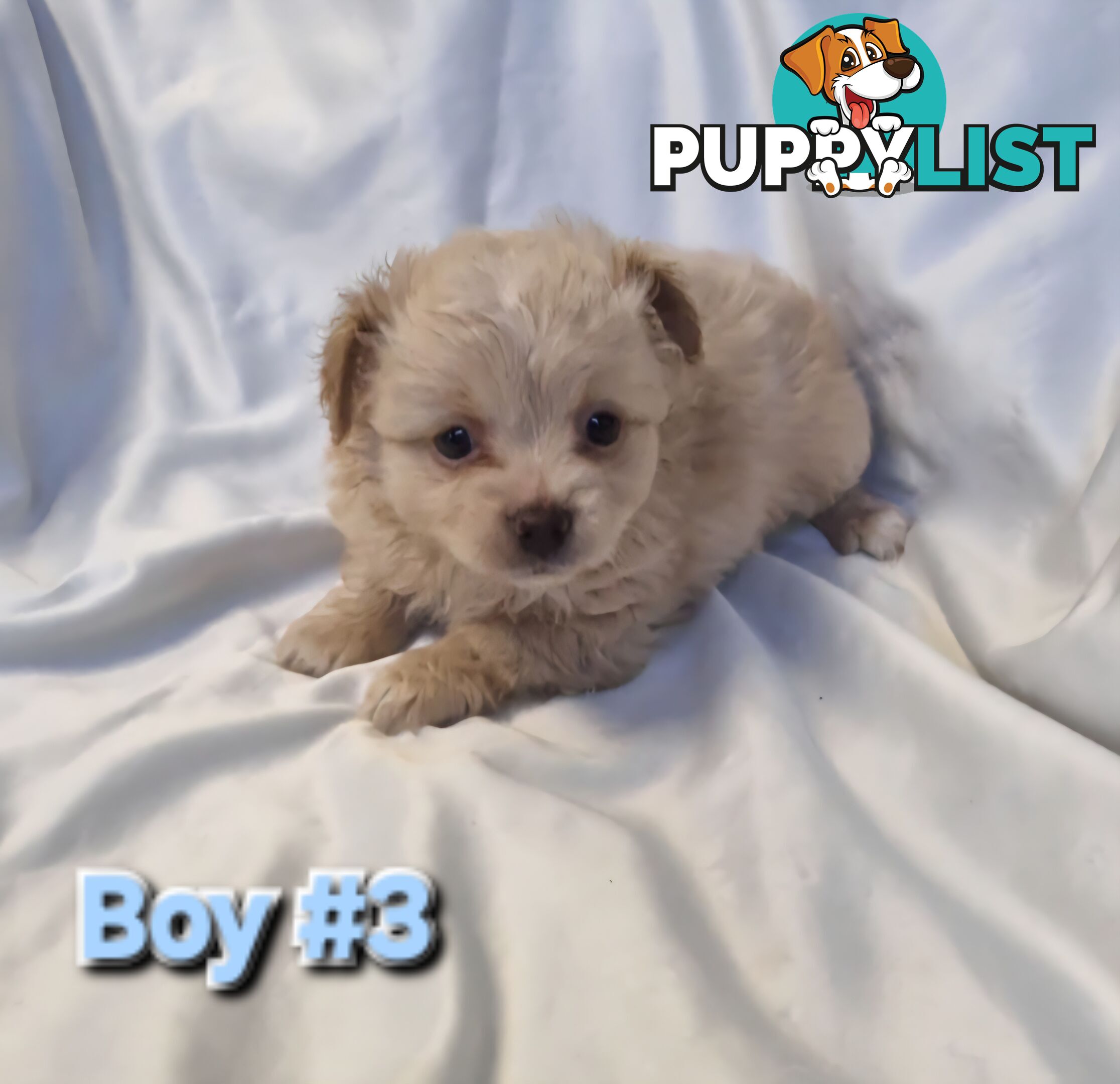 Adorable Poochi Puppies Coming Soon!!!