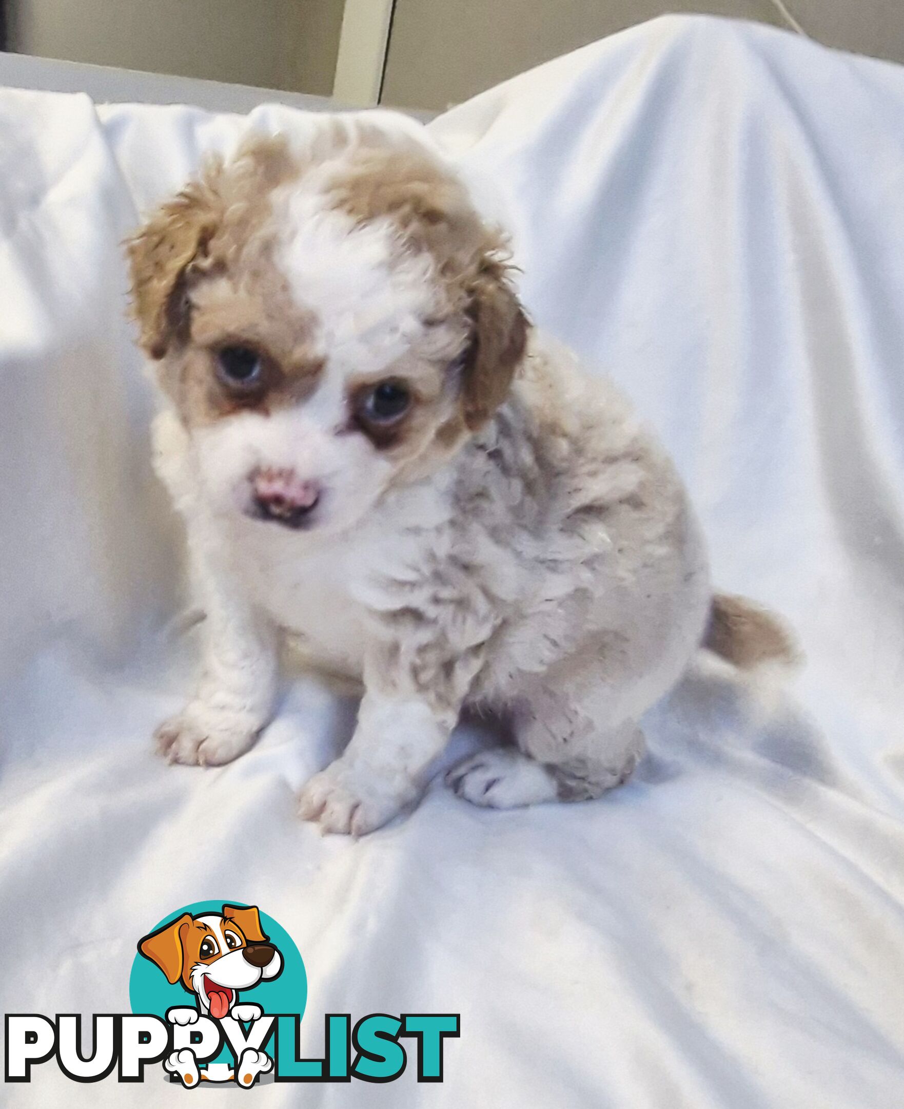 Adorable Poochi Puppies Coming Soon!!!