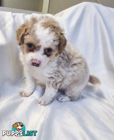 Adorable Poochi Puppies Coming Soon!!!