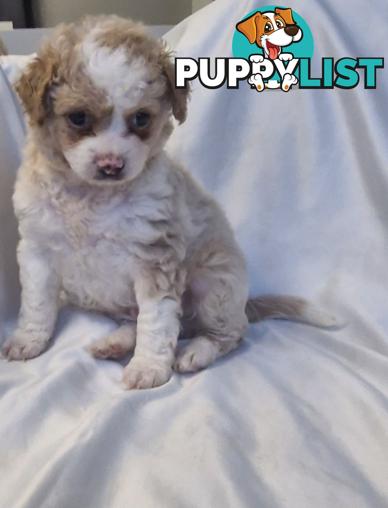 Adorable Poochi Puppies Coming Soon!!!