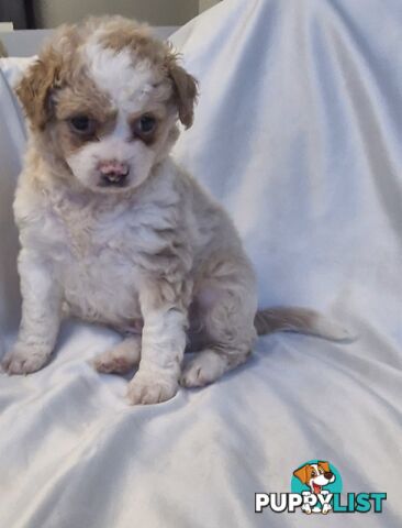 Adorable Poochi Puppies Coming Soon!!!
