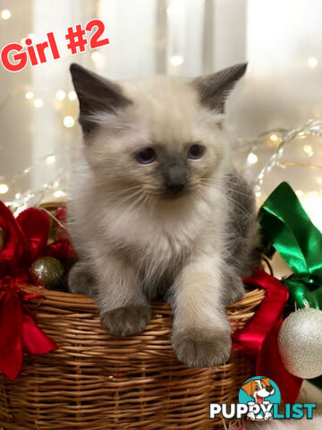 STUNNING RAGDOLL KITTENS 