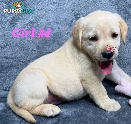 STUNNING PUREBRED LABRADOR PUPPIES 