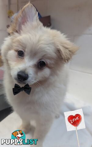 LAST ADORABLE FLUFFY MALTIPOM PUPPY