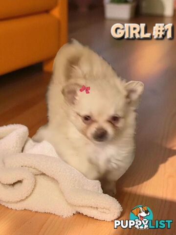 GORGEOUS TOY MALTIPOM PUPPIESCOMING SOON!!!