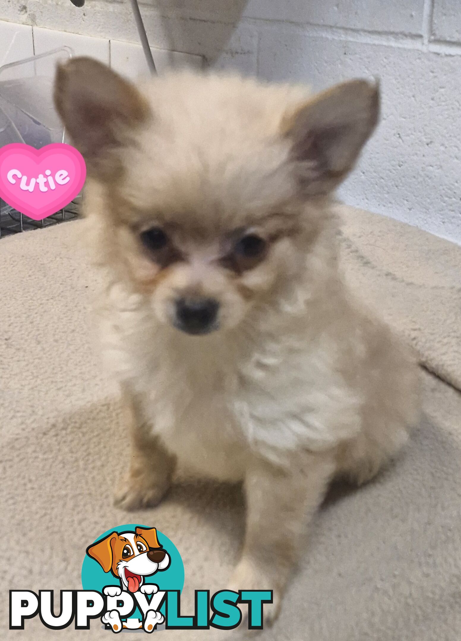 GORGEOUS TOY MALTIPOM PUPPIES