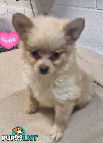 GORGEOUS TOY MALTIPOM PUPPIES