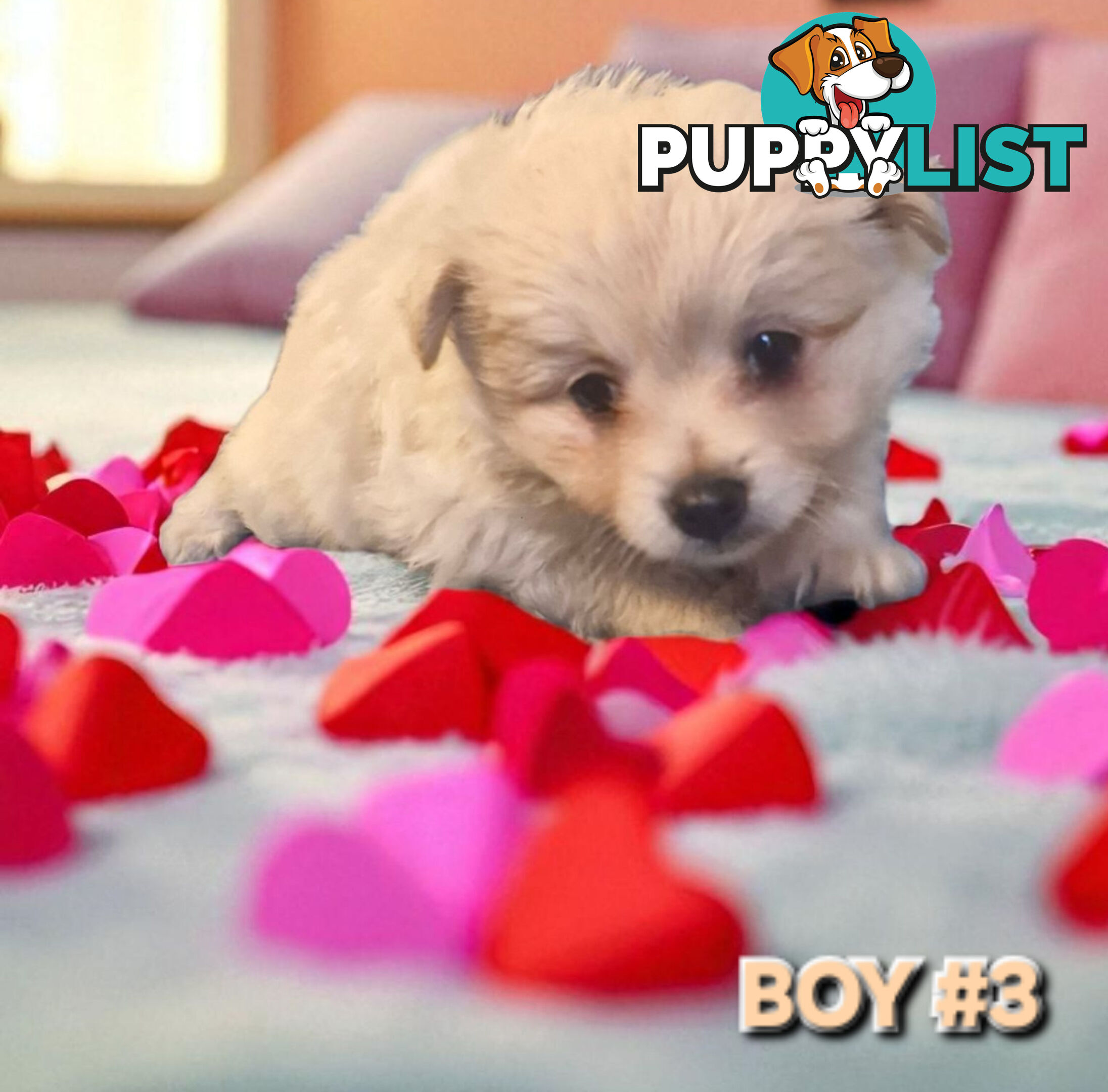 GORGEOUS TOY MALTIPOM PUPPIES