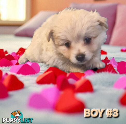 GORGEOUS TOY MALTIPOM PUPPIESCOMING SOON!!!