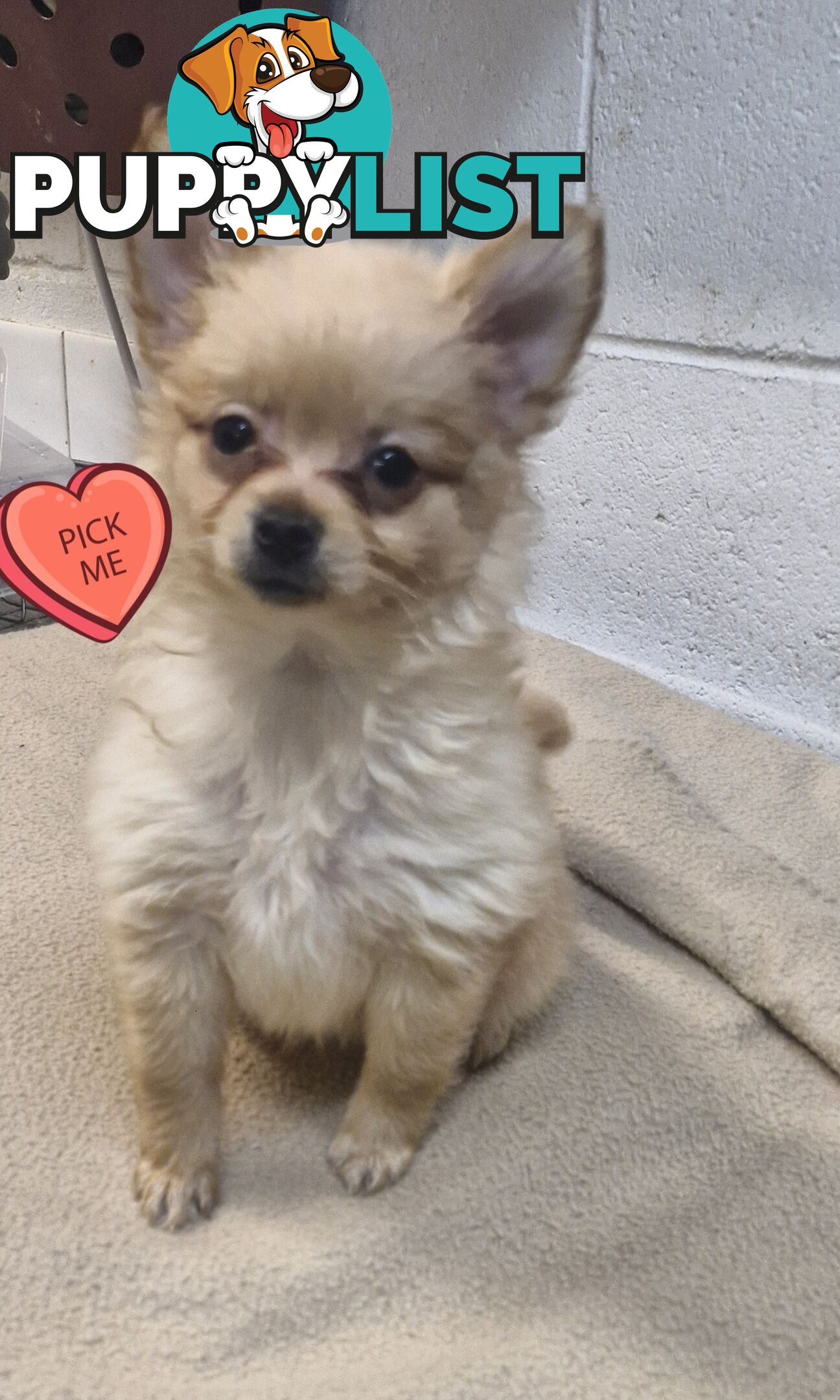 GORGEOUS TOY MALTIPOM PUPPIES