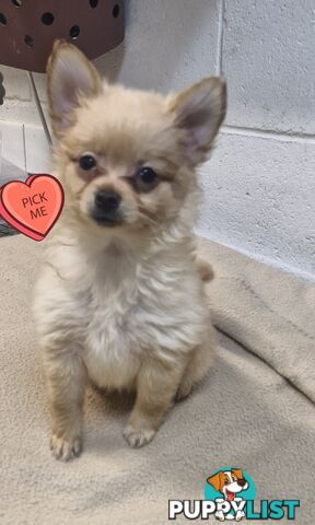 GORGEOUS TOY MALTIPOM PUPPIES