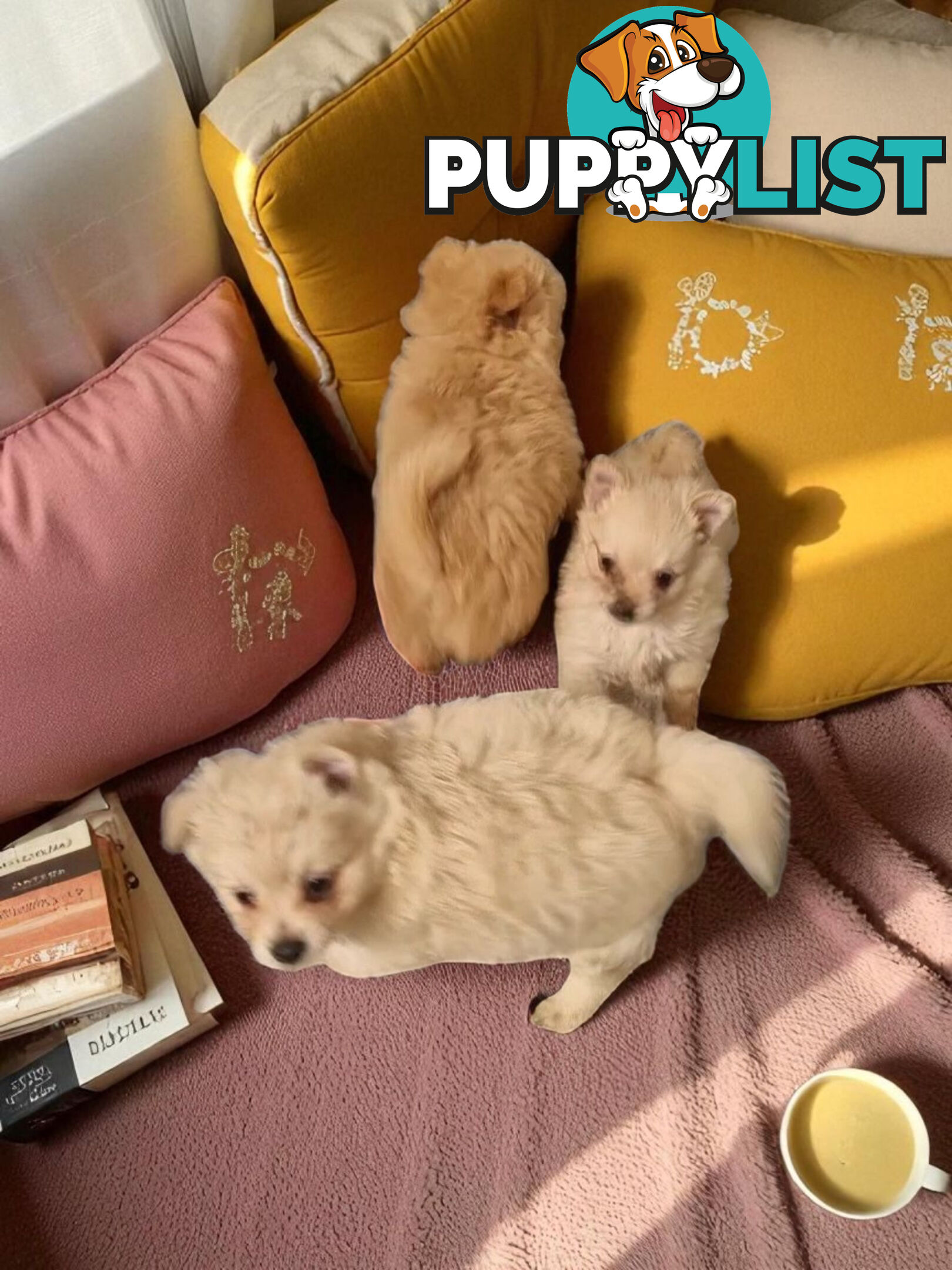 GORGEOUS TOY MALTIPOM PUPPIES