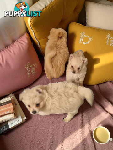 GORGEOUS TOY MALTIPOM PUPPIESCOMING SOON!!!