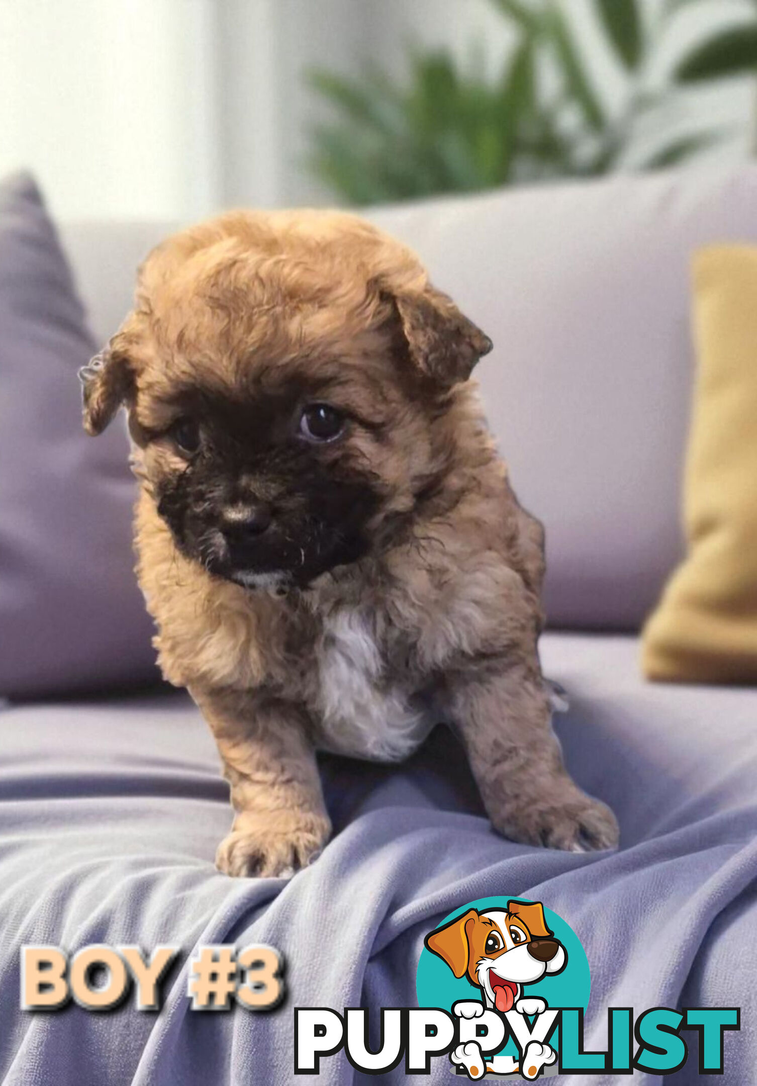 GORGEOUS TOY MALTIPOM PUPPIES