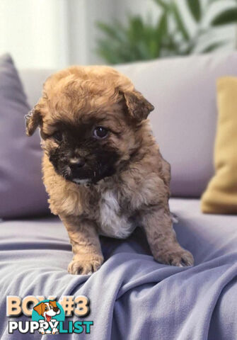 GORGEOUS TOY MALTIPOM PUPPIESCOMING SOON!!!