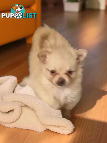 GORGEOUS TINY TOY MALTIPOM PUPPIES