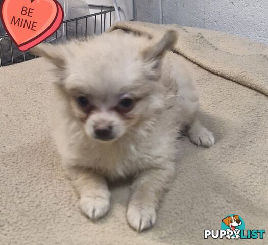 GORGEOUS TOY MALTIPOM PUPPIES