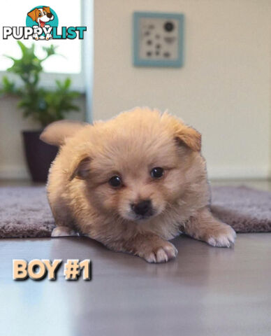 GORGEOUS TOY MALTIPOM PUPPIESCOMING SOON!!!