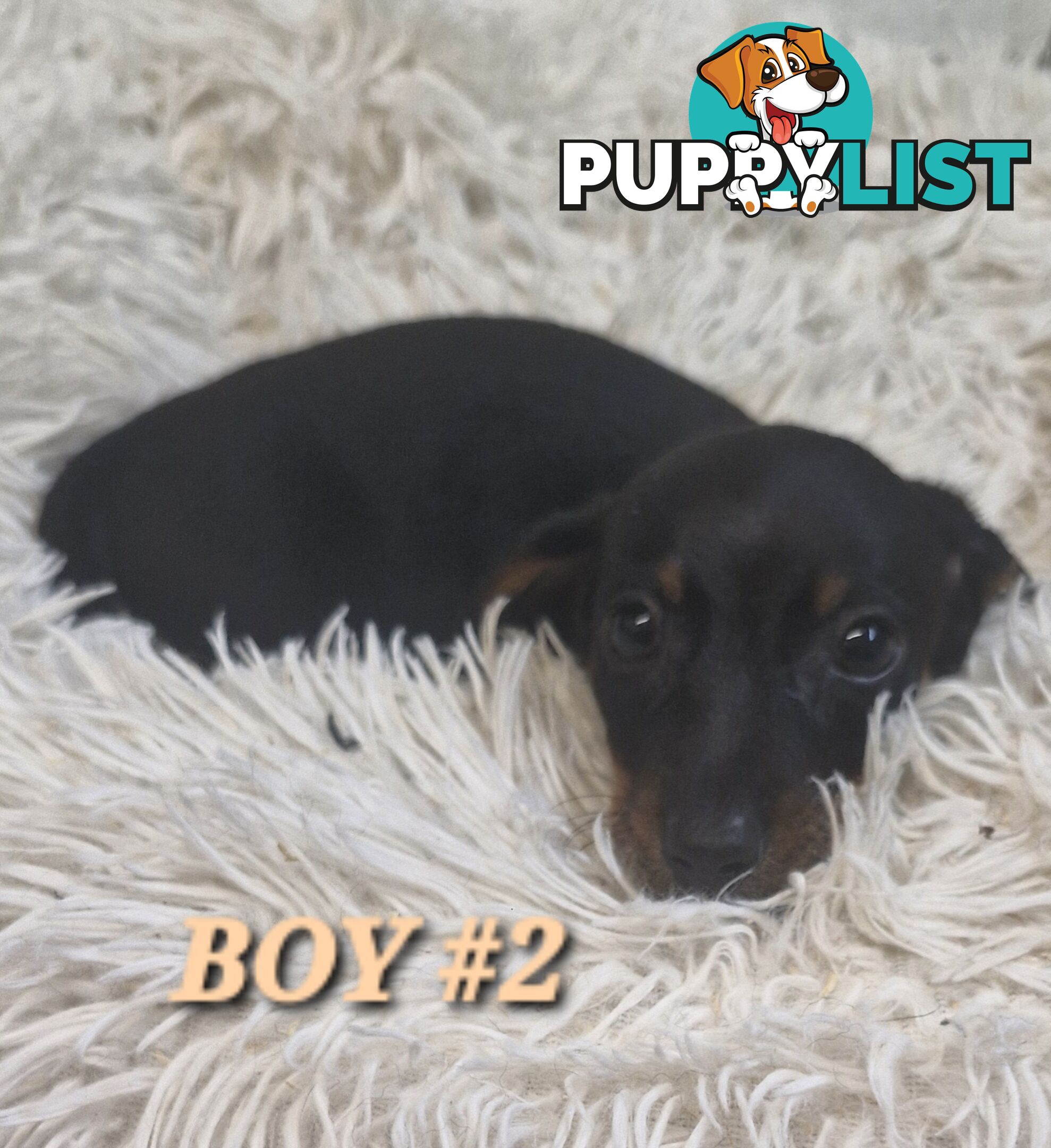 ADORABLE PUREBRED MINIATURE DACHSHUND PUPPIES 