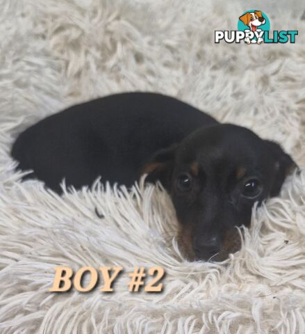 ADORABLE PUREBRED MINIATURE DACHSHUND PUPPIES 