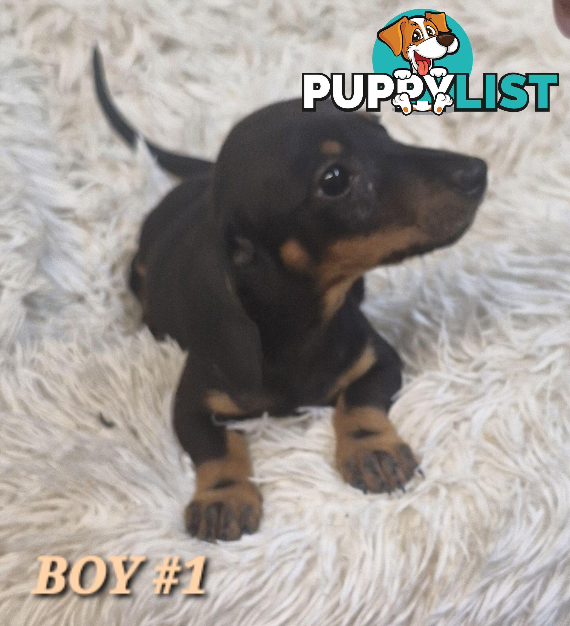 ADORABLE PUREBRED MINIATURE DACHSHUND PUPPIES 
