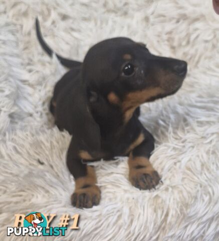 ADORABLE PUREBRED MINIATURE DACHSHUND PUPPIES 