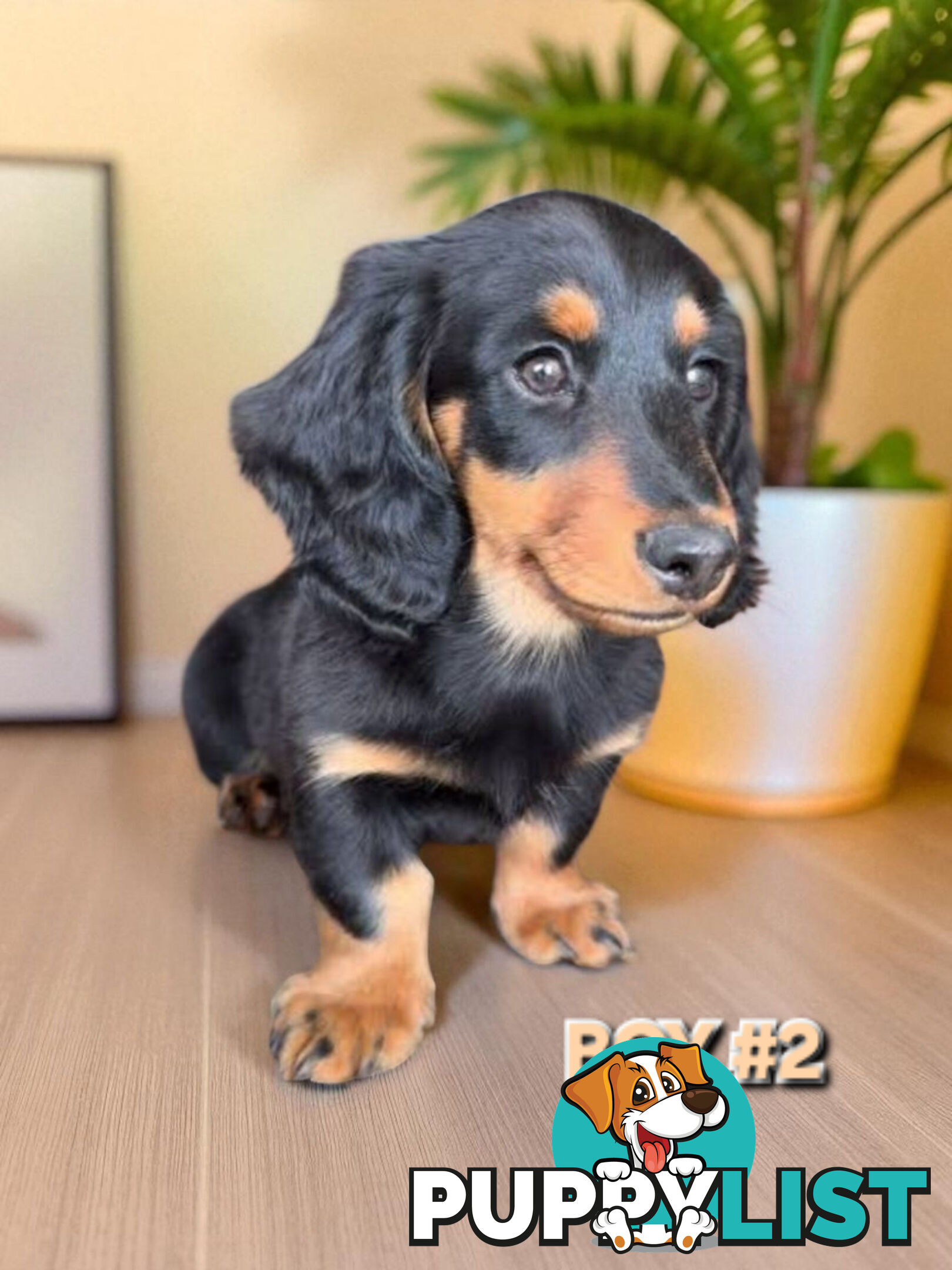 ADORABLE MINI DACHSHUND PUPPIES 