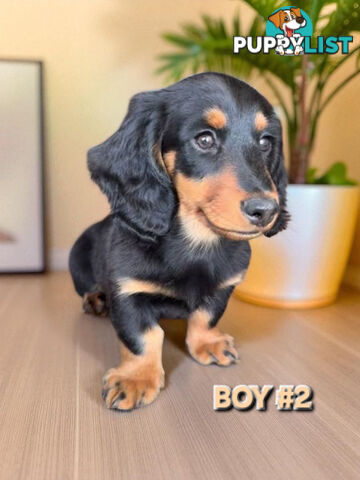 ADORABLE MINI DACHSHUND PUPPIES 