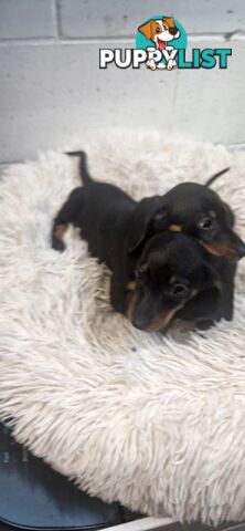 ADORABLE PUREBRED MINIATURE DACHSHUND PUPPIES 