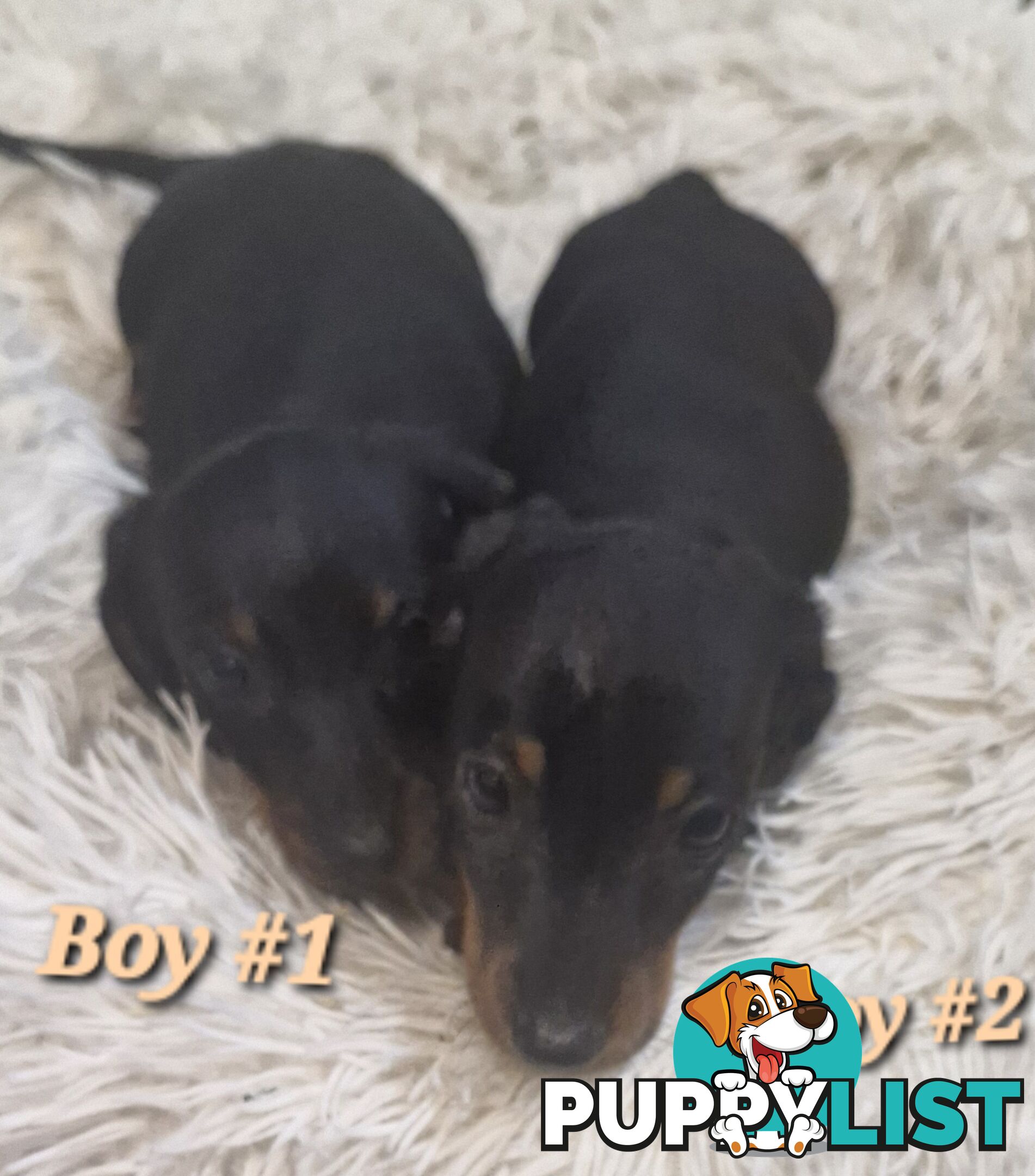ADORABLE PUREBRED MINIATURE DACHSHUND PUPPIES 