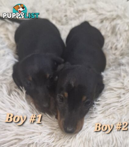 ADORABLE PUREBRED MINIATURE DACHSHUND PUPPIES 
