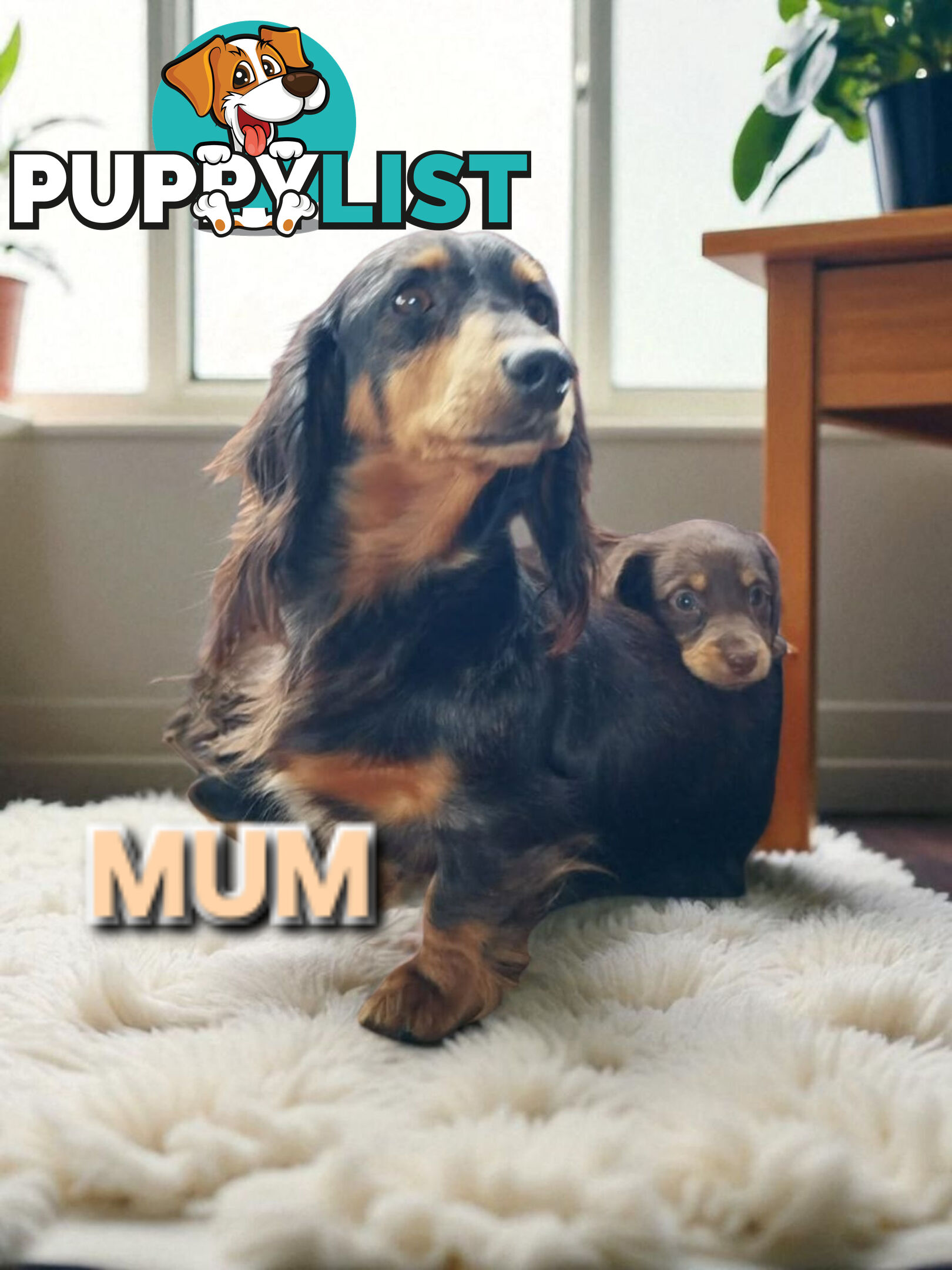 ADORABLE MINI DACHSHUND PUPPIES 