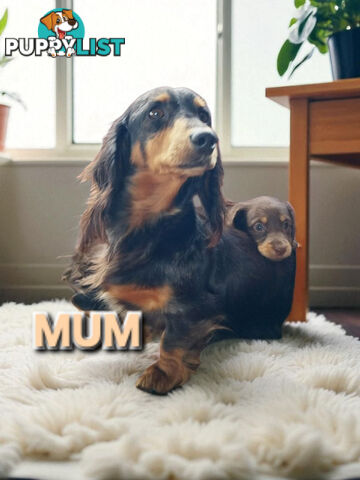 ADORABLE MINI DACHSHUND PUPPIES 