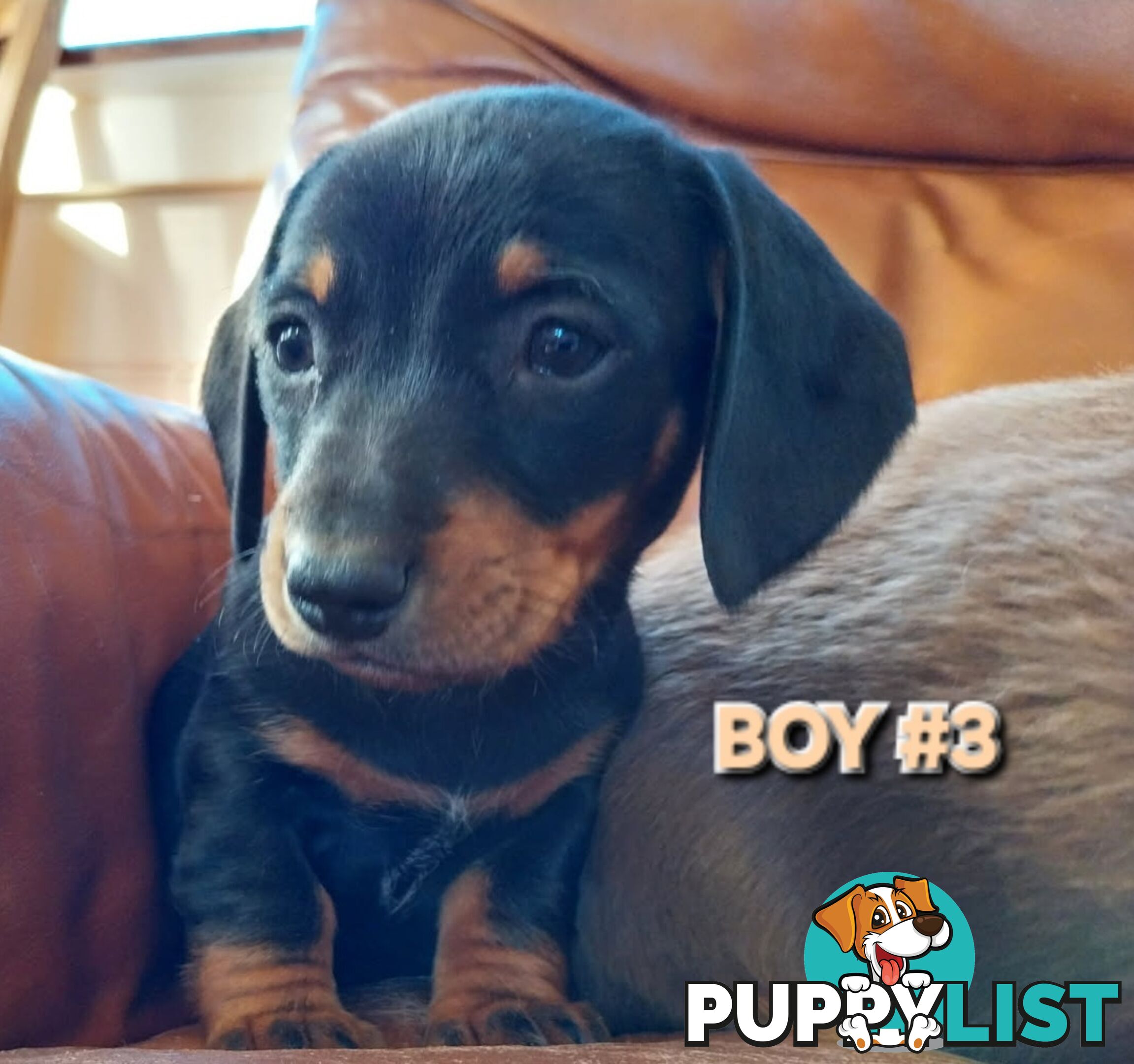 ADORABLE MINI DACHSHUND PUPPIES 