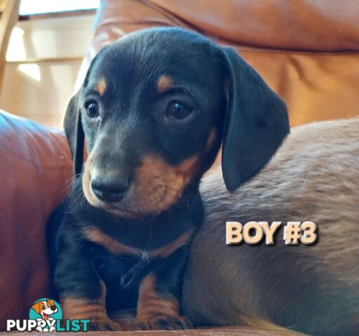 ADORABLE MINI DACHSHUND PUPPIES 