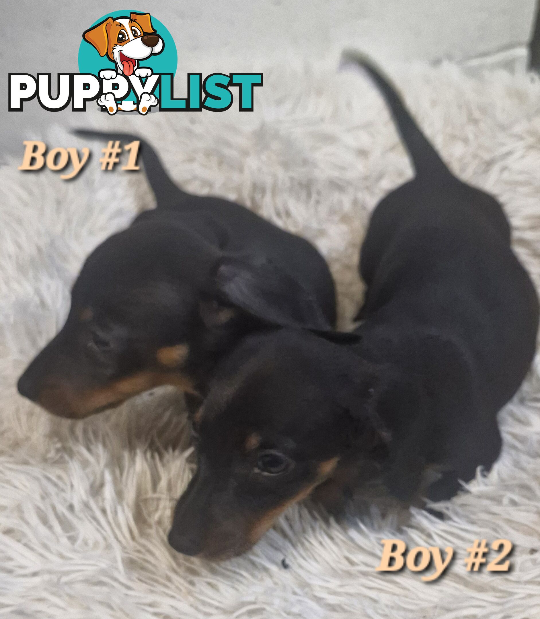ADORABLE PUREBRED MINIATURE DACHSHUND PUPPIES 